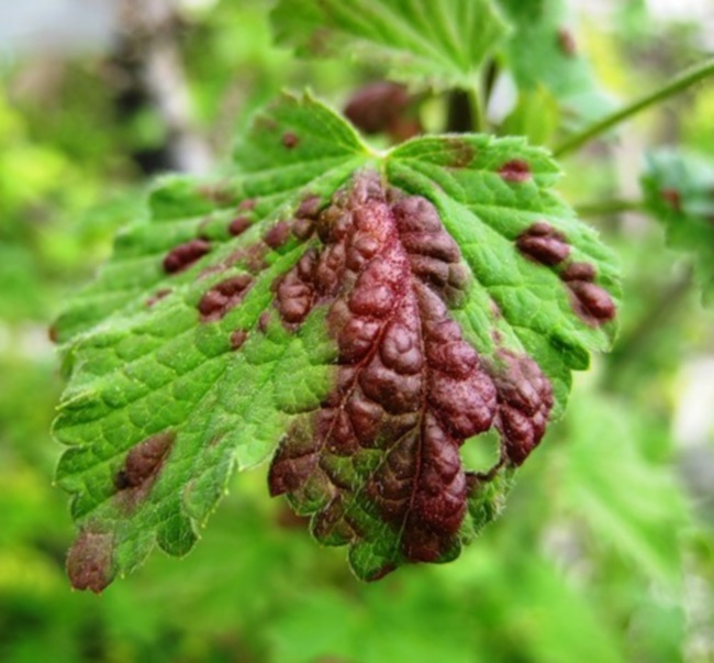 검은 건포도에 담긴 유리병