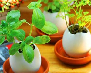 달걀 껍질을 비료로 사용