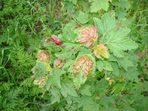 검은 건포도 질병 및 치료