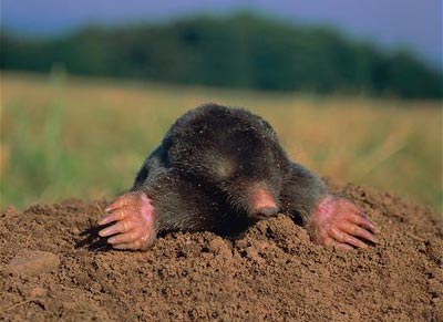 사이트의 두더지