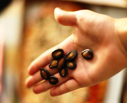 모스크바 지역의 수박