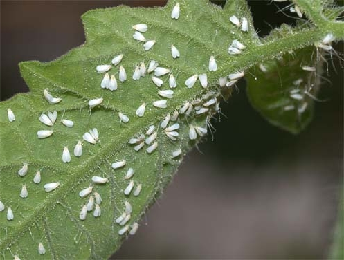 토마토에 흰파리가 난다