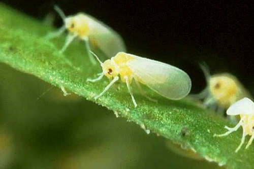 토마토 묘목 해충