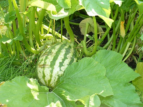 모스크바 근처 다차에서 수박 재배