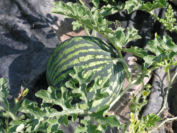 모스크바 지역에서 수박 재배