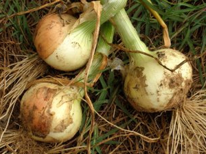 구근용 양파 심기