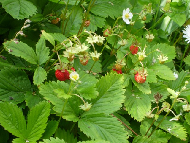 딸기 해충을 방제하는 방법
