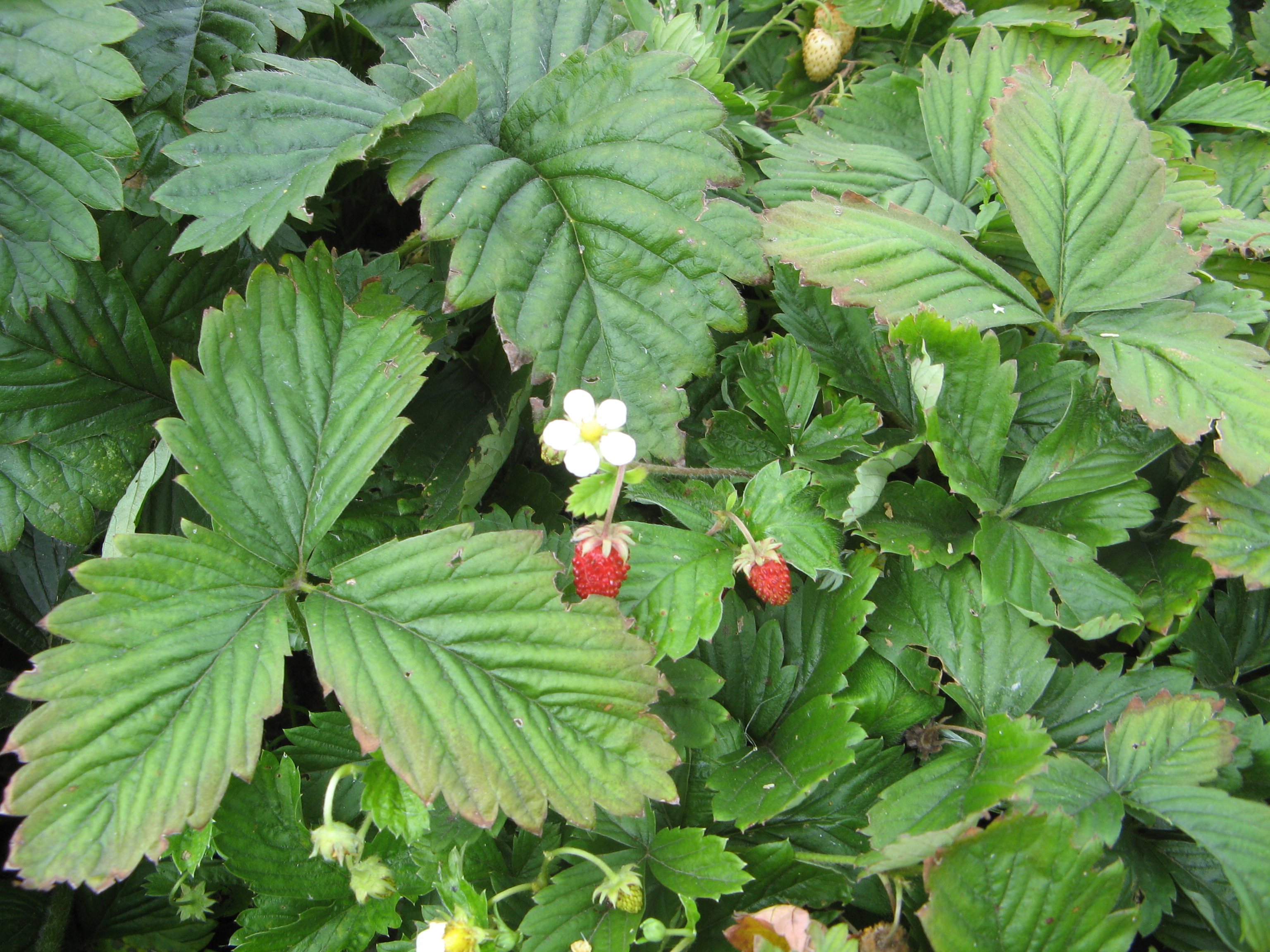 딸기 육종가에 대하여