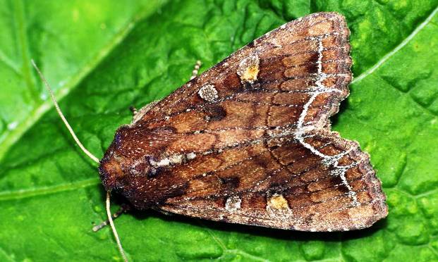 토마토의 지렁이