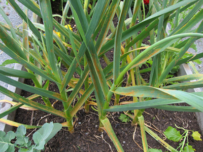 마늘이 노랗게 변하는 이유는?