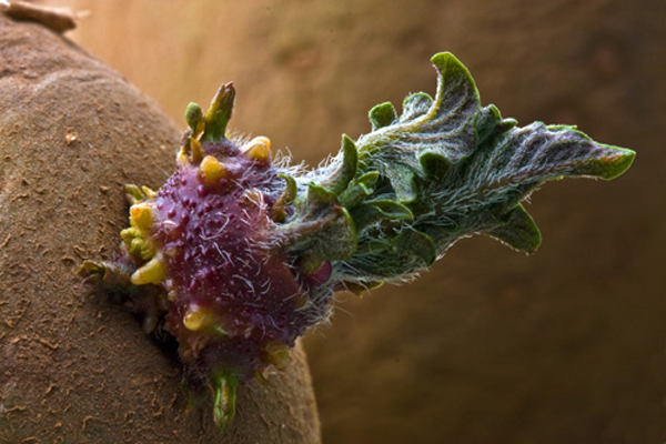 감자 심기 준비