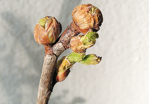 건포도의 진드기