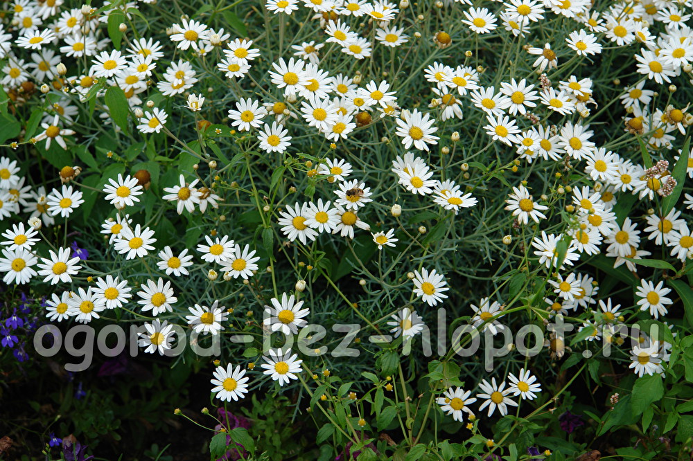 카모마일 재배 및 관리