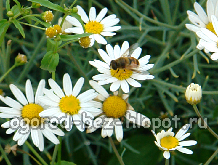 카모마일, 재배 및 관리