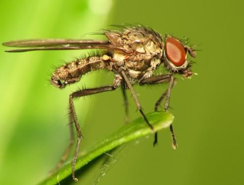 토마토에 싹파리가 난다