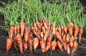 당근 수확