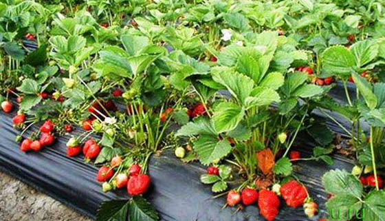 혼합 침대에 무엇을 심을 것인가