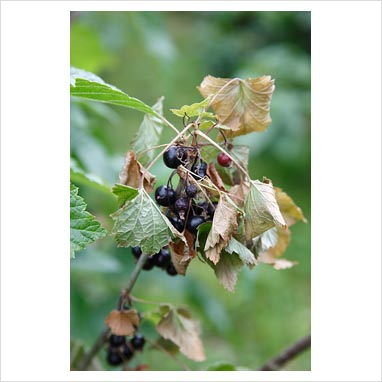 094061 0499 구스베리 회색 곰팡이병(Botritis cinerea)