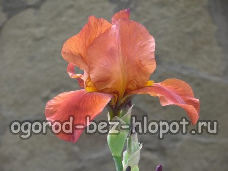 왜 내 정원에는 아이리스가 피지 않나요?