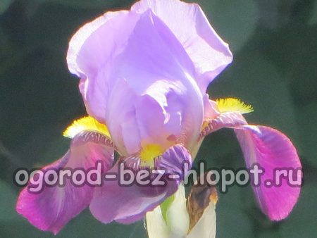 왜 우리 정원에는 아이리스가 피지 않을까요?