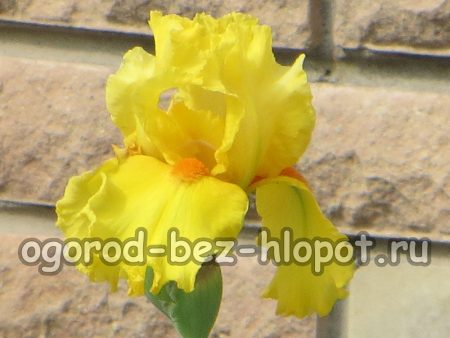 왜 내 정원에는 아이리스가 피지 않나요?