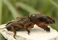 민간요법을 사용하여 정원의 땅강아지 퇴치 방법