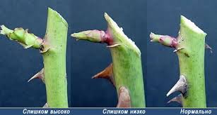 겨울 이후 장미 가지치기 방법