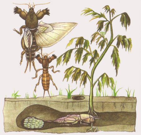 두더지귀뚜라미는 어떻게 번식하나요?