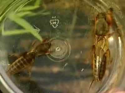 두더지 귀뚜라미 - 퇴치 방법