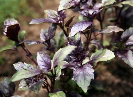 바질의 유익한 특성