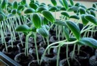 오이 모종이 길어졌어요. 어떻게 해야 하나요?