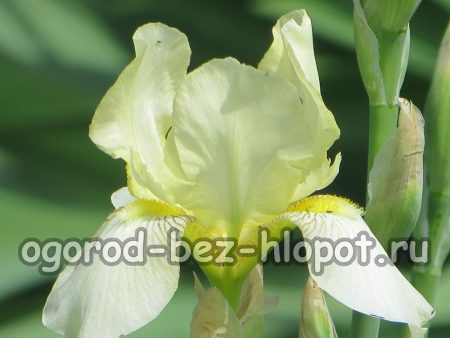 왜 아이리스는 꽃을 피우지 않을까요?