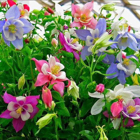 아퀴겔리아 심기