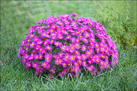 알파인 아스테르 관리