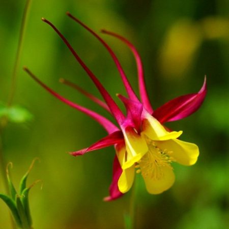 성장하는 아쿠아겔리아