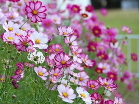 씨앗에서 코스모스 재배