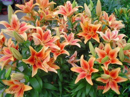 열린 땅에서 백합 재배