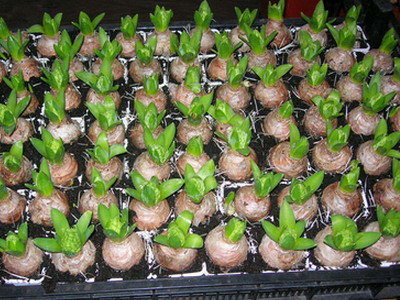 히아신스와 열린 땅