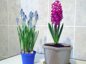 히아신스가 시들었다