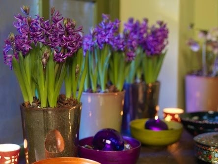 히아신스 구근 보관 방법