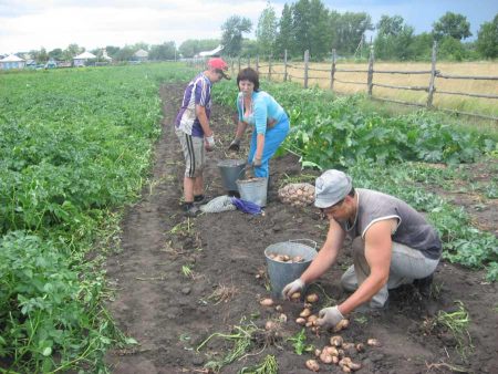 괴경 사이에는 얼마만큼의 거리를 두어야 합니까?