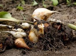 튤립을 언제 파내야 할까