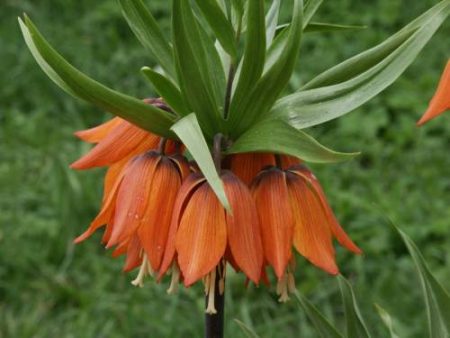 열린 땅의 아름다운 백합