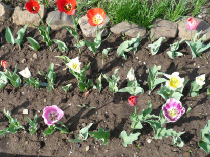 튤립을 파내야 하나요?