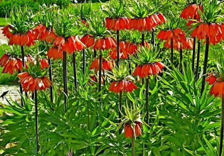 열린 땅의 제국 헤이즐 뇌조