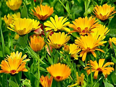 열린 땅에서 금잔화 관리하기