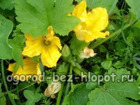 호박 심는 방법