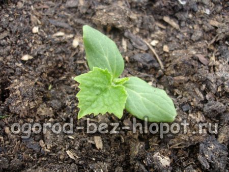 열린 땅에 호박 모종을 심는 방법