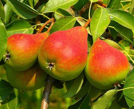 배 질병 및 방제 방법