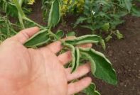 토마토 묘목 질병